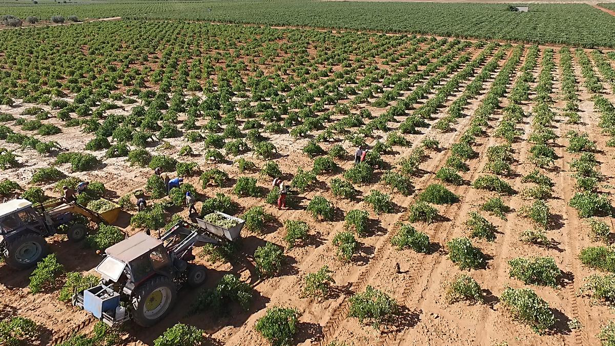 Vineyards in La Mancha