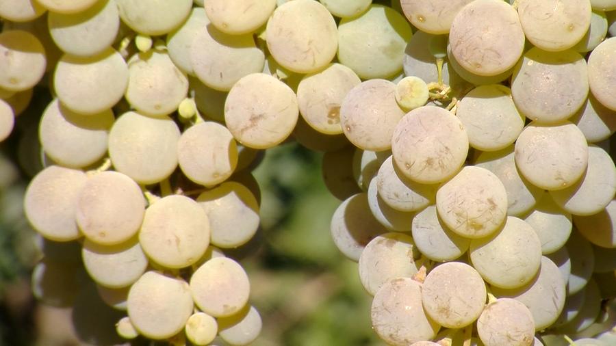 White grapes